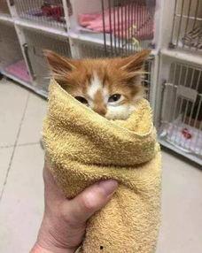 网瓜猫可以吃吗有毒吗,有毒与否揭秘