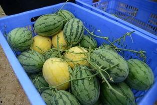 非黄吃瓜网,非黄吃瓜网带你领略幕后真相