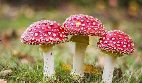 黑料吃瓜蘑菇视频网