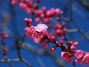 网红梅花七吃瓜,揭秘网红吃瓜背后的故事