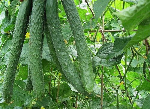 51我爱吃瓜网每日吃瓜