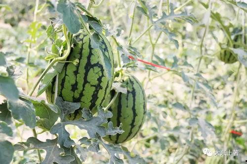 网红大学吃瓜,吃瓜群众揭秘校园热点事件