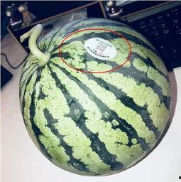 缅甸网红吃瓜,揭秘网红圈幕后故事