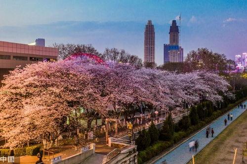 抖音网红海南吃瓜,解锁热带风情美食之旅