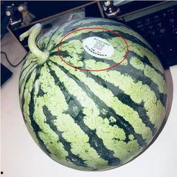 网红内幕吃瓜,一场吃瓜群众的狂欢盛宴