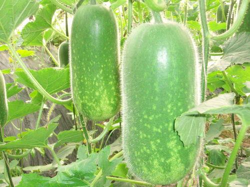 吃瓜网1.1.1,揭秘网络热点背后的真相与趣味