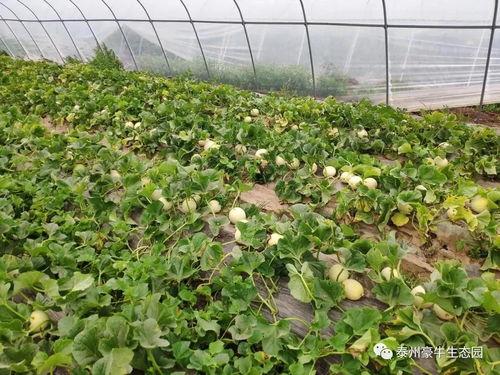 句容吃瓜大赛官网入口在哪,一网打尽瓜界盛事