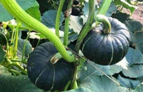 太阳女神网红吃瓜,揭秘娱乐圈幕后真相