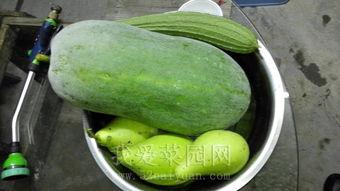 浚县网红热门吃瓜,探寻热门吃瓜背后的故事