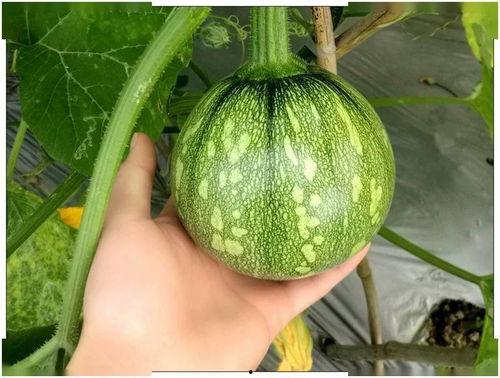 吃瓜03年小网红智淼,吃瓜界的风云人物